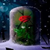 Rose Rough Live Wallpaper 2