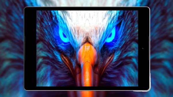 Eagle Wallpaper HD screenshot 21