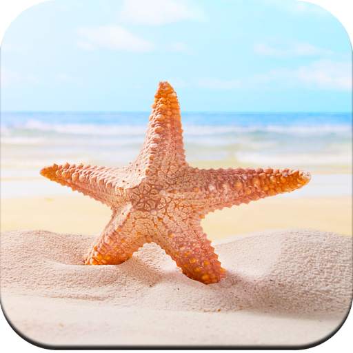 Starfish Wallpaper 4K 1.04