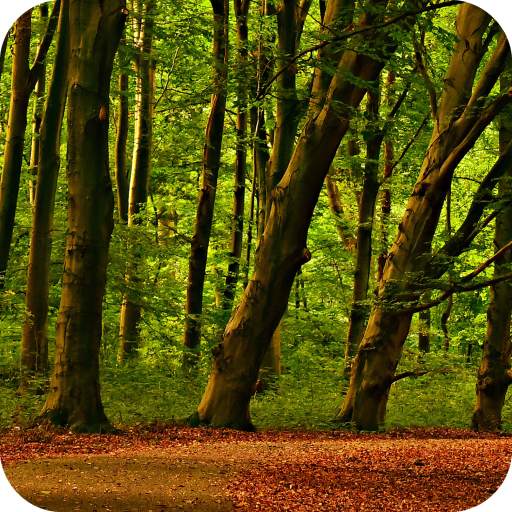 Forest Wallpaper 1.03