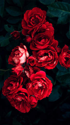 Shine Red Rose APUS Live Wallpaper screenshot 4