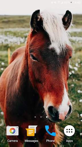 Horses Video Live Wallpaper screenshot 4