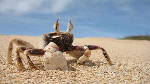 Crab Wallpapers screenshot 6
