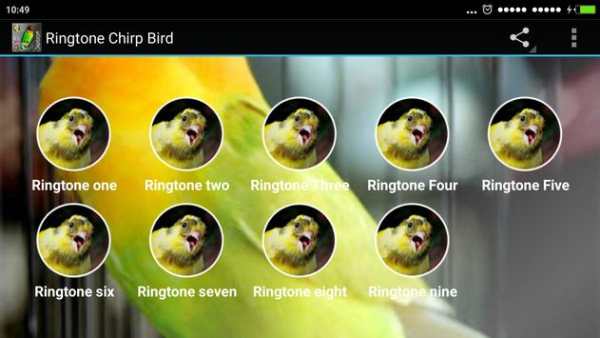 Chirp Bird Ringtone screenshot 5
