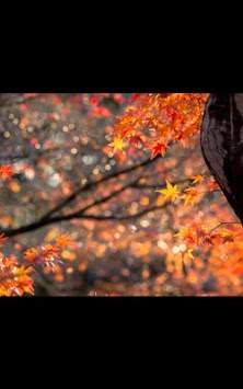 Leaf Fall live wallpaper screenshot 4
