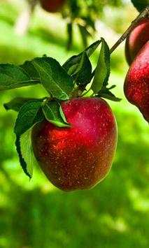 Apples live wallpaper screenshot 2