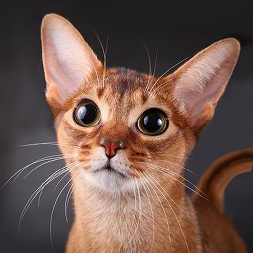 Kucing Abyssinian Bercakap icon