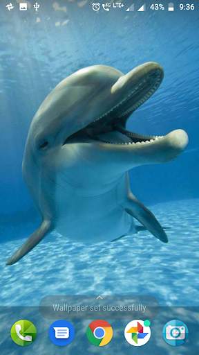Dolphin Wallpaper Hd screenshot 2
