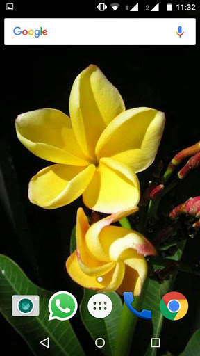 Plumeria Flower HD Wallpaper screenshot 2