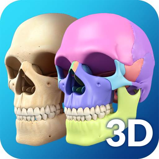 My Skull Anatomy 2.1