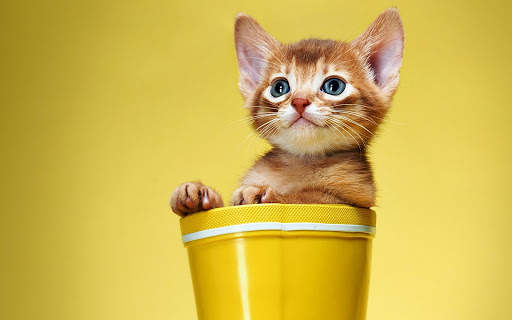 Cat Wallpapers HD Cute screenshot 11