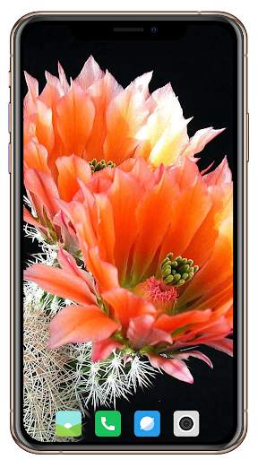 Cactus Flowers Wallpaper screenshot 8