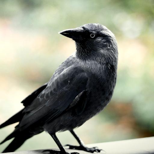 Crow Sounds - Crow Calls &amp; Ringtones icon