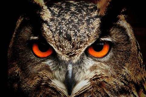 Owl Wallpaper screenshot 1