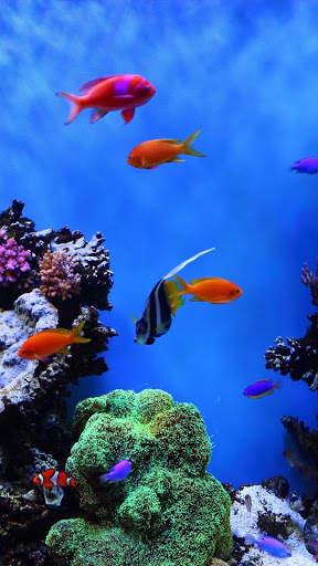 Aquarium Video Live Wallpaper screenshot 2