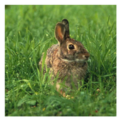 Bunny Rabbits - Live Wallpaper icon