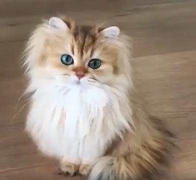 Hot Funny Cute Cats Wallpapers screenshot 4