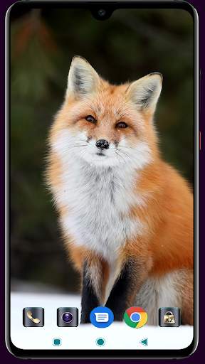 Fox Wallpaper 4K Latest screenshot 2
