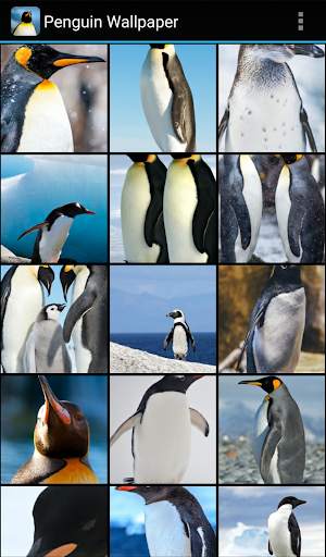 Penguin Wallpaper screenshot 2