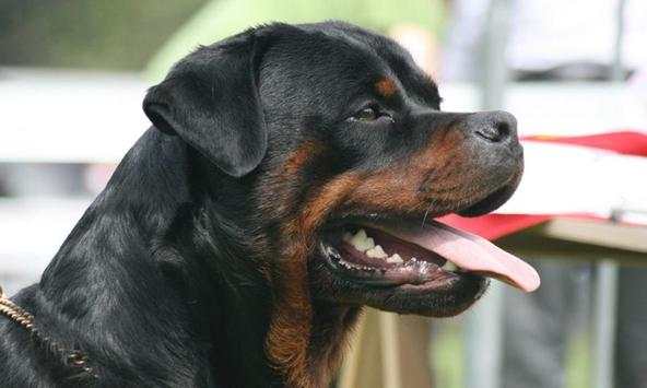 Rottweiler wallpapers screenshot 1