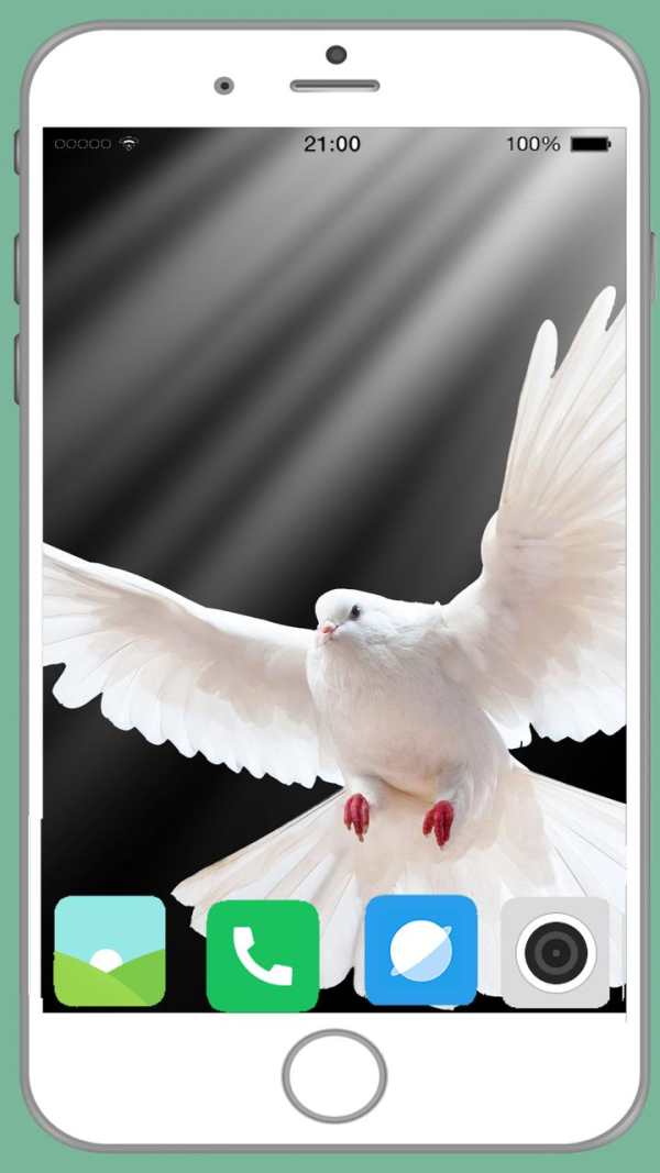 Pigeon Full HD Wallpaper screenshot 11