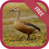 Lesser whistling duck sound icon