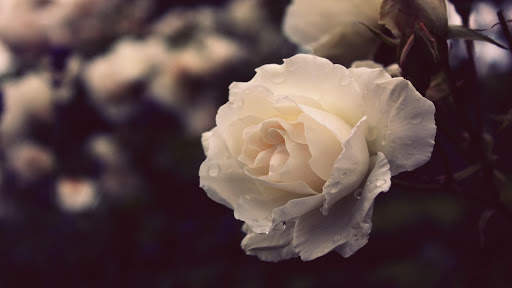 White Rose Live Wallpaper screenshot 12