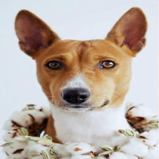 Puppy Live Wallpaper 1.2