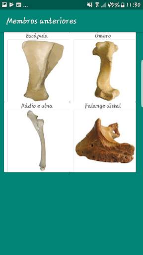 Anatomia Veterinária скриншот 2