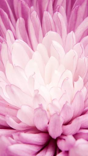Pink Wallpapers screenshot 1