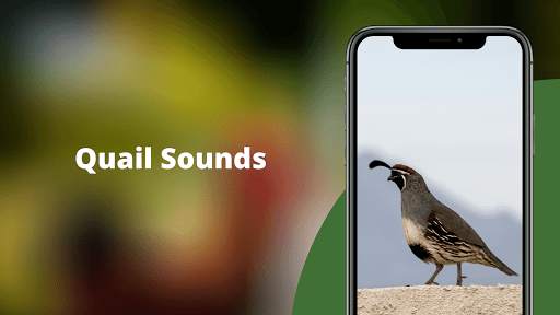 Quail Sounds - Quail Bird Calls screenshot 1