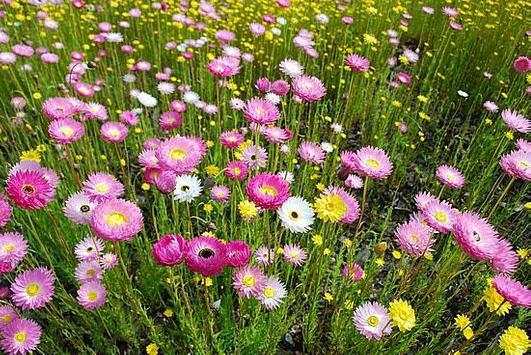 Wild flowers screenshot 2