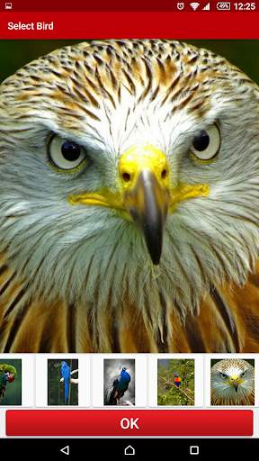 Birds Live Wallpaper FREE screenshot 6