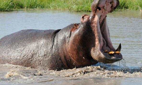 Hippopotamus wallpapers screenshot 2