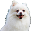 Kids Memory Game icon