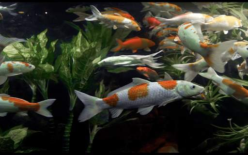 Koi Live Wallpaper screenshot 3