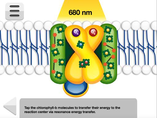 Biology Photosynthesis screenshot 10