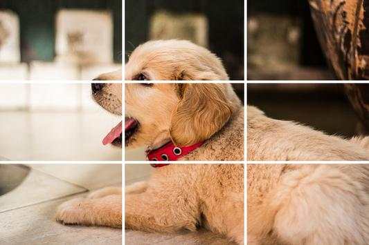 Tile Puzzles - Slide Puzzles Dogs screenshot 3