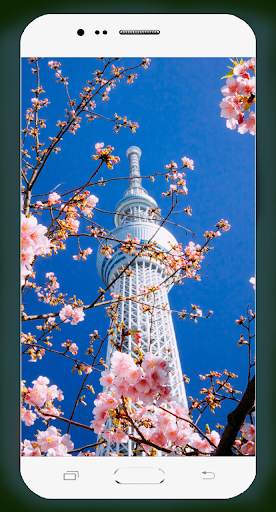 Sakura Wallpaper HD screenshot 8