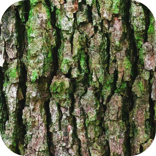 Bark Wallpaper 1.0