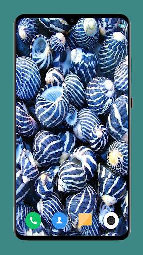 HD Seashell Wallpaper screenshot 6