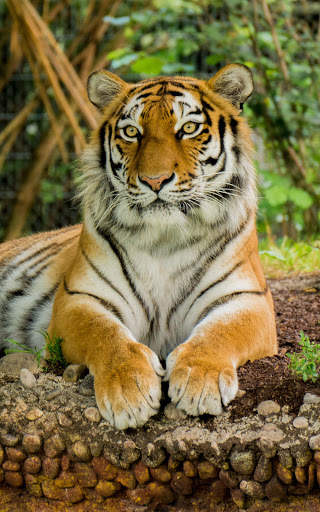 Tiger Wallpapers | hd backgrounds screenshot 7