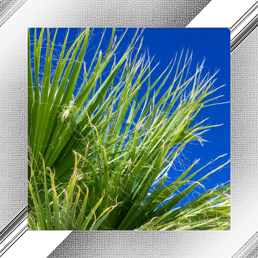 Palm tree Photo Frames icon