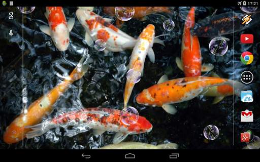 Koi Live Wallpaper screenshot 6
