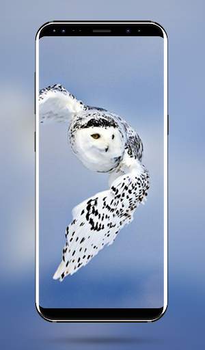 Owl Bird Wallpaper - 4k & Full HD Wallpapers screenshot 6