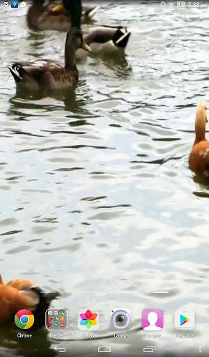 Duck Live Wallpaper screenshot 4