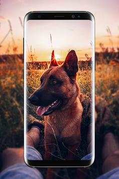 Malinois Wallpaper : Belgian Malinois 2020 screenshot 6
