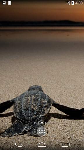 Turtle 4K Live Wallpaper screenshot 3