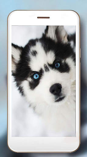 Husky Puppy Live Wallpaper screenshot 3