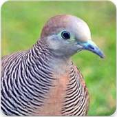 Zebra Dove Bird Sound : Zebra Dove Song 2.1.0